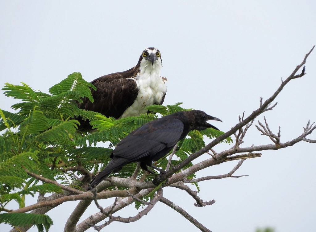 Osprey and Fish Crow by YoungSue is marked with CC PDM 1.0